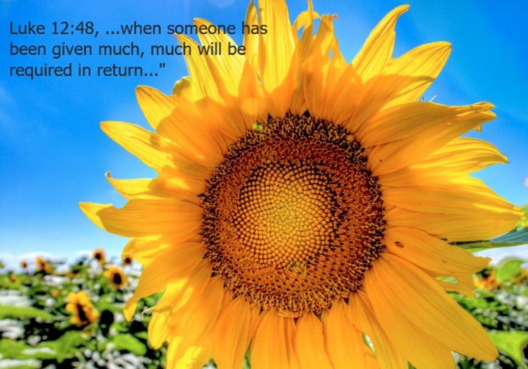 Close-up sunflower against a bright blue sky with overlaid text: 'Luke 12:48, ...when someone has been given much, much will be required in return…'