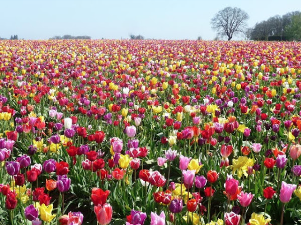 Vast field of multicolored tulips in full bloom under a clear blue sky, with a few trees on the horizon.