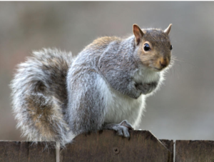 Grey squirrel perched on a wooden fence, facing the camera with paws tucked in and fluffy tail visible behind.