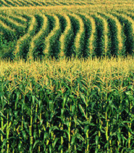 Cornfield with tall green stalks and yellow tassels, arranged in curved rows.