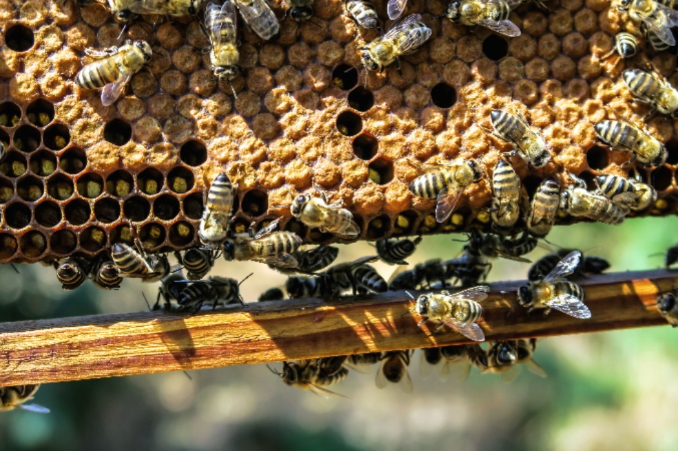 Bees cluster on a honeycomb frame with many hexagonal cells and a wooden support beam underneath
